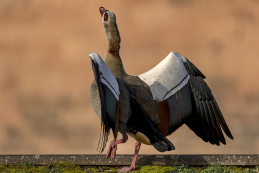 Nilgans